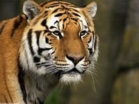 pic for Siberian Tiger